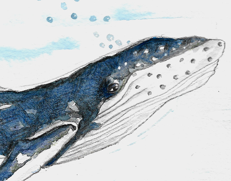 Humpback Whale